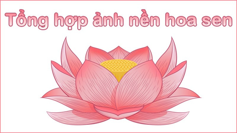 Tổng hợp hình nền hoa sen đẹp