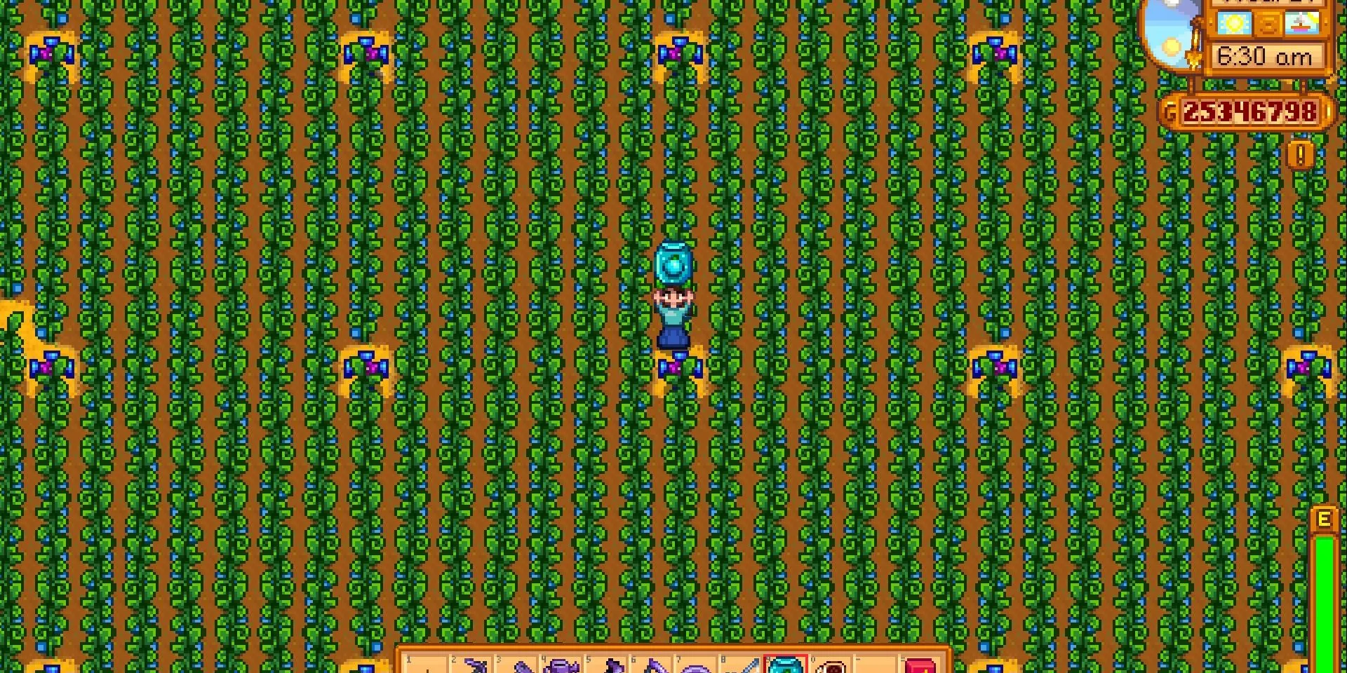 Một nông trại trồng Ancient Fruit được tối ưu hóa cực lớn trong Stardew Valley, minh họa tiềm năng min-max hiệu quả